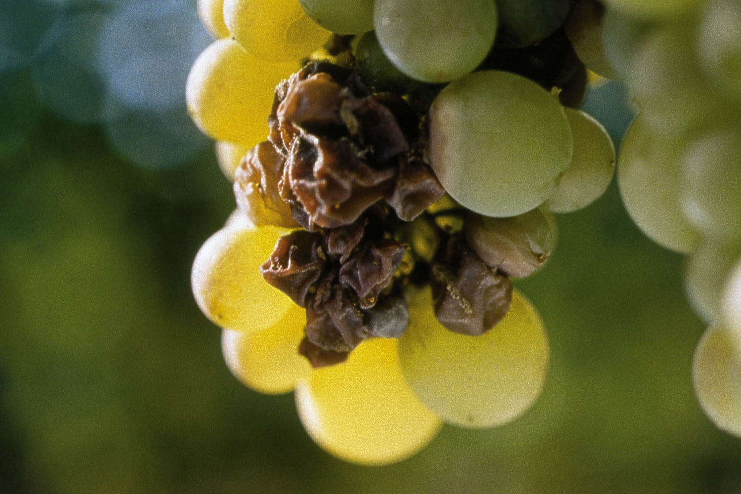 埃森西亚皇家托卡吉葡萄酒公司阿苏浆果