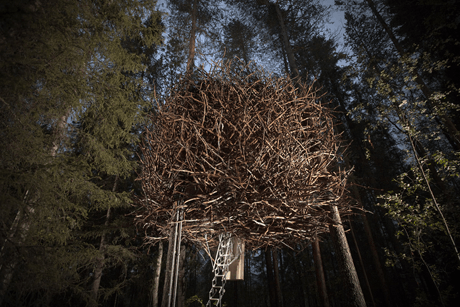 鸟巢,瑞典,旅行,