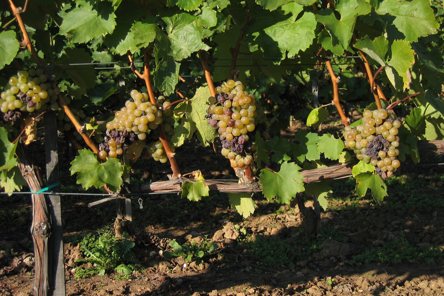 埃森西亚皇家托卡吉葡萄酒公司阿苏浆果