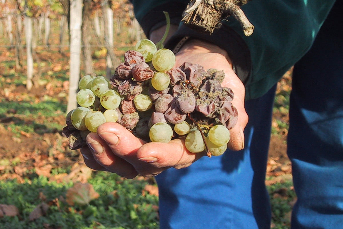 埃森西亚皇家托卡吉葡萄酒公司阿苏浆果