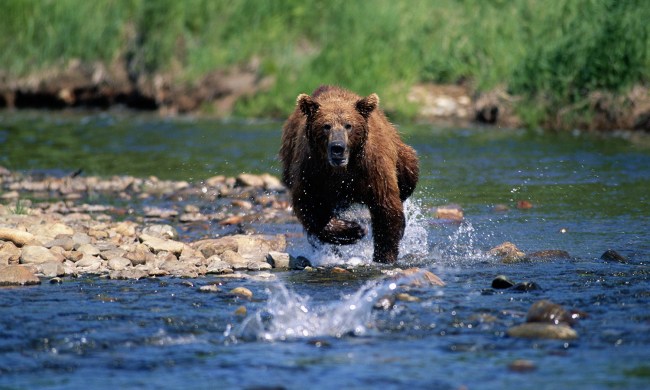 熊横渡水
