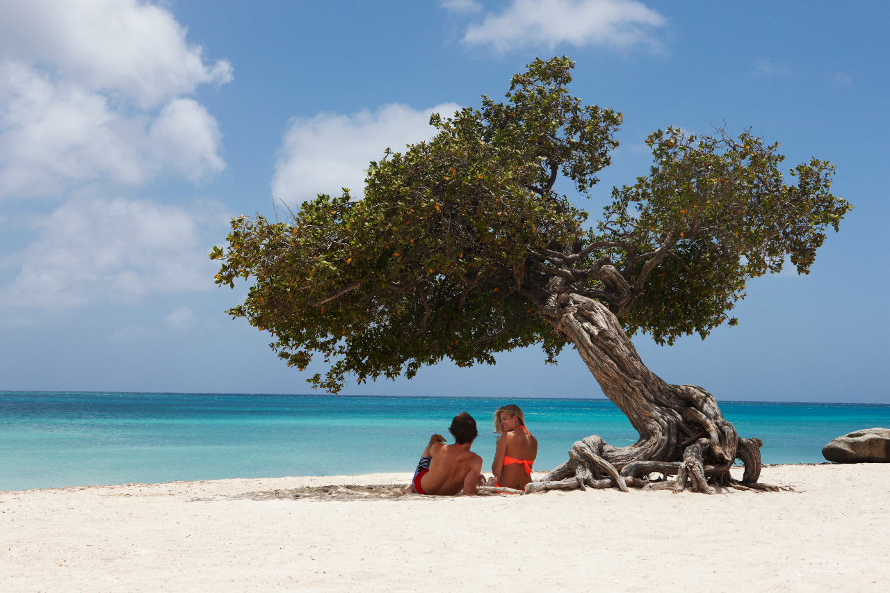 Fofti树下情侣在阿鲁巴Marriot沙滩
