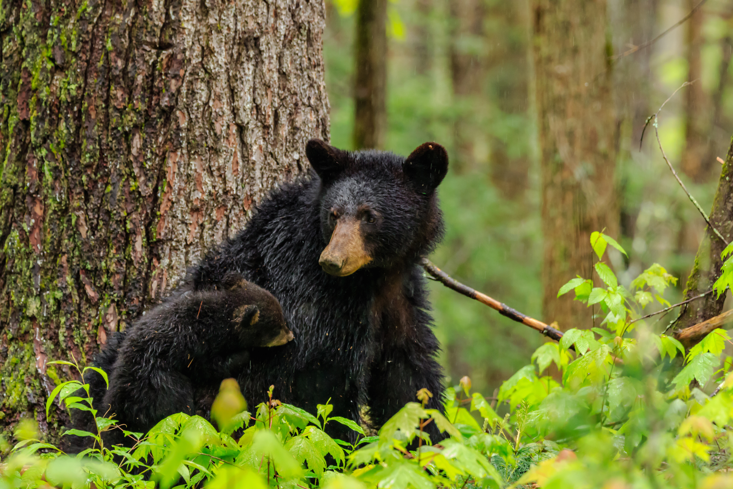 黑熊寻找食物和fied