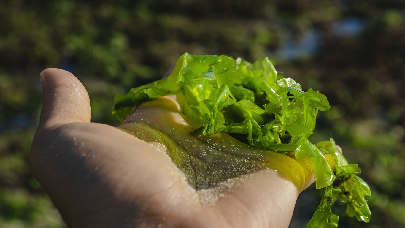 海苔手掌