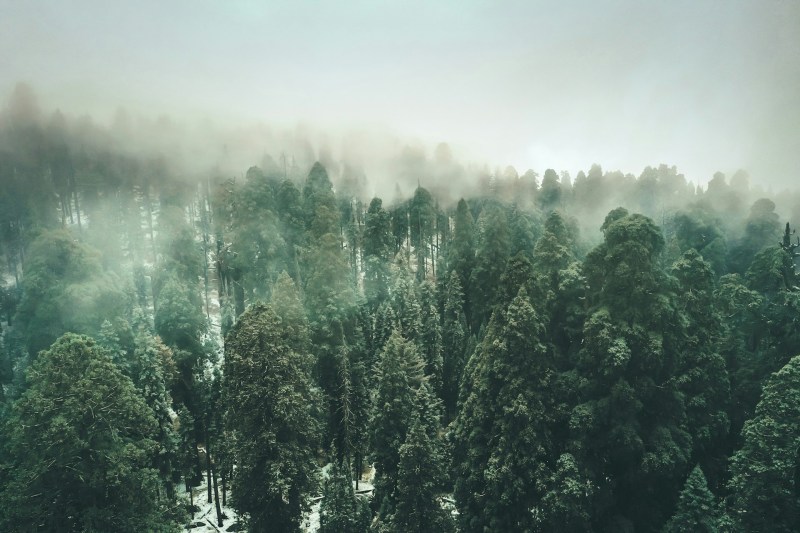树林从浓雾中可见