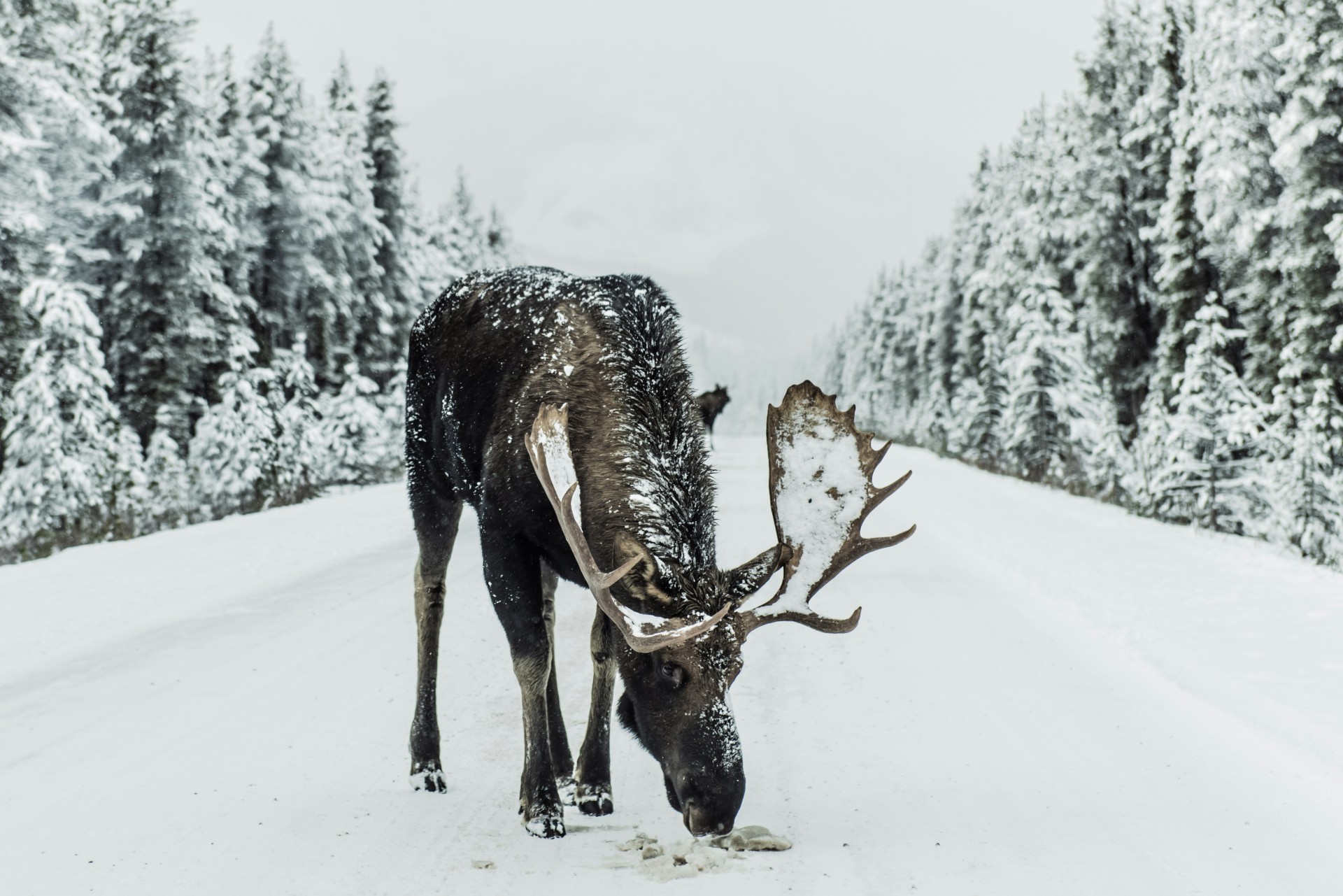 雪地路上的驼鹿